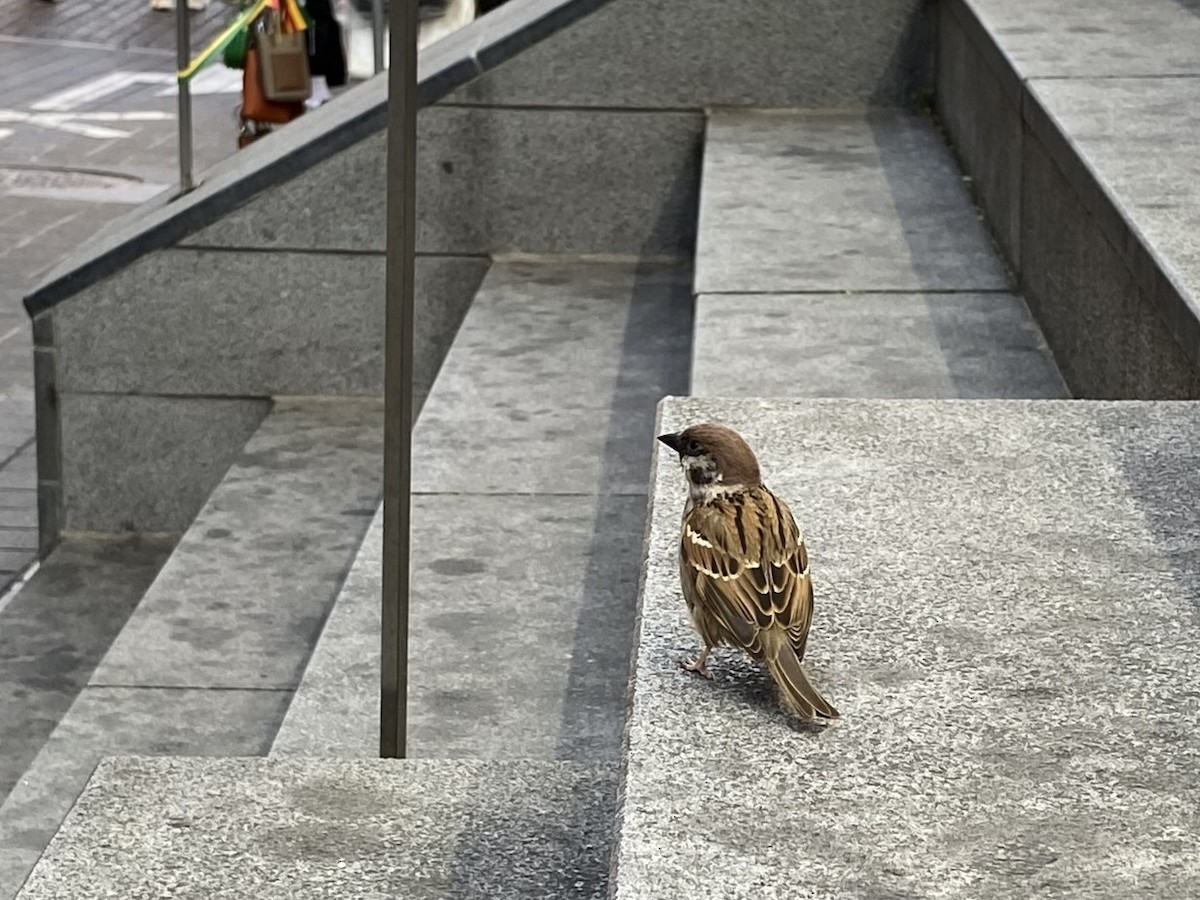 Eurasian Tree Sparrow - ML619692826