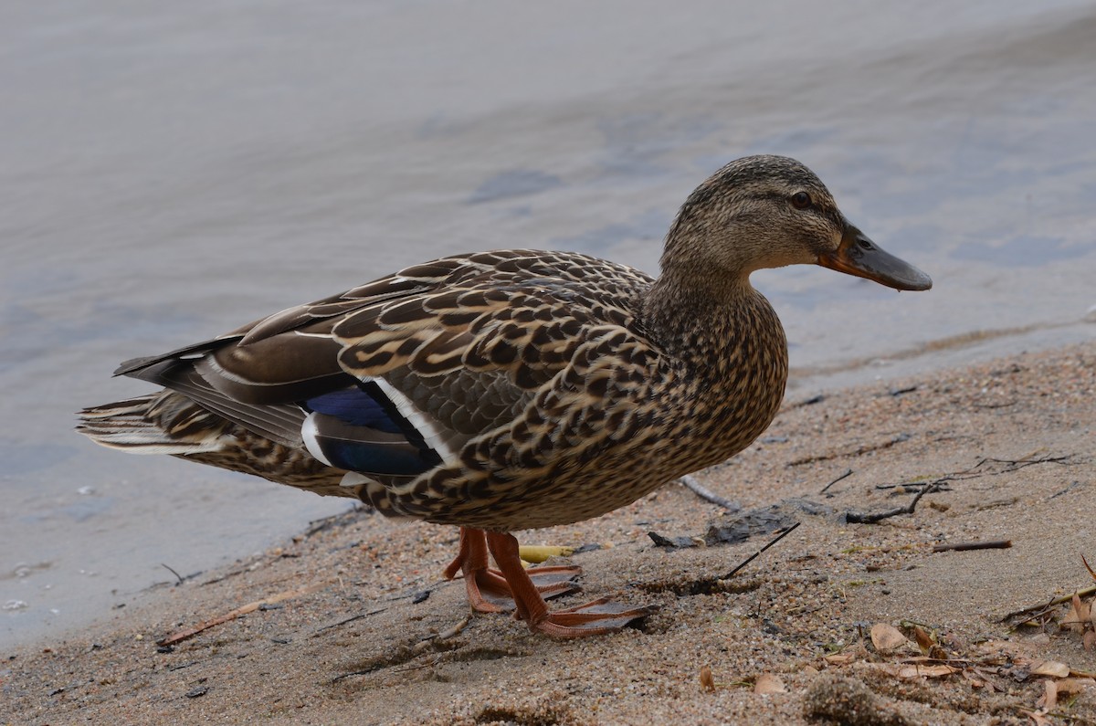 Canard colvert - ML619692828