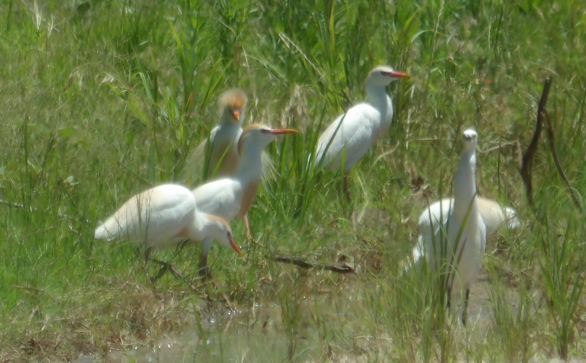 Western Cattle Egret - ML619692845