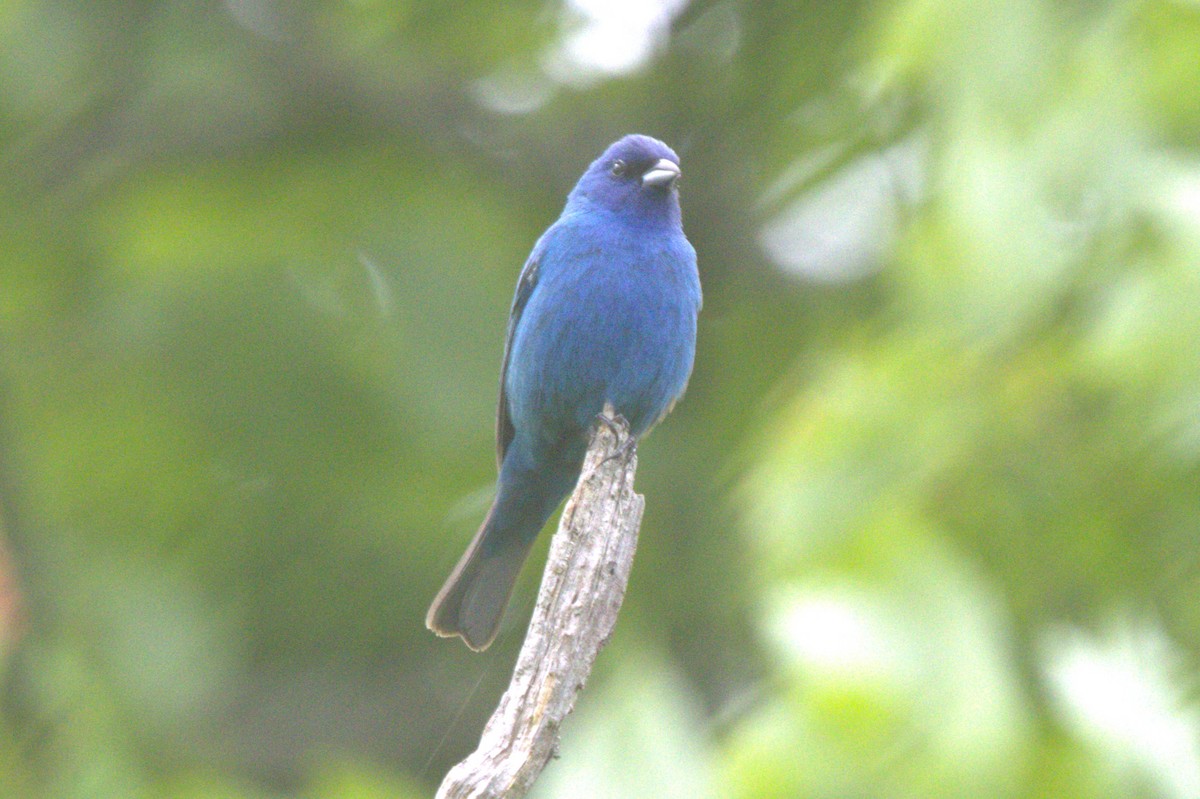 Indigo Bunting - ML619692852