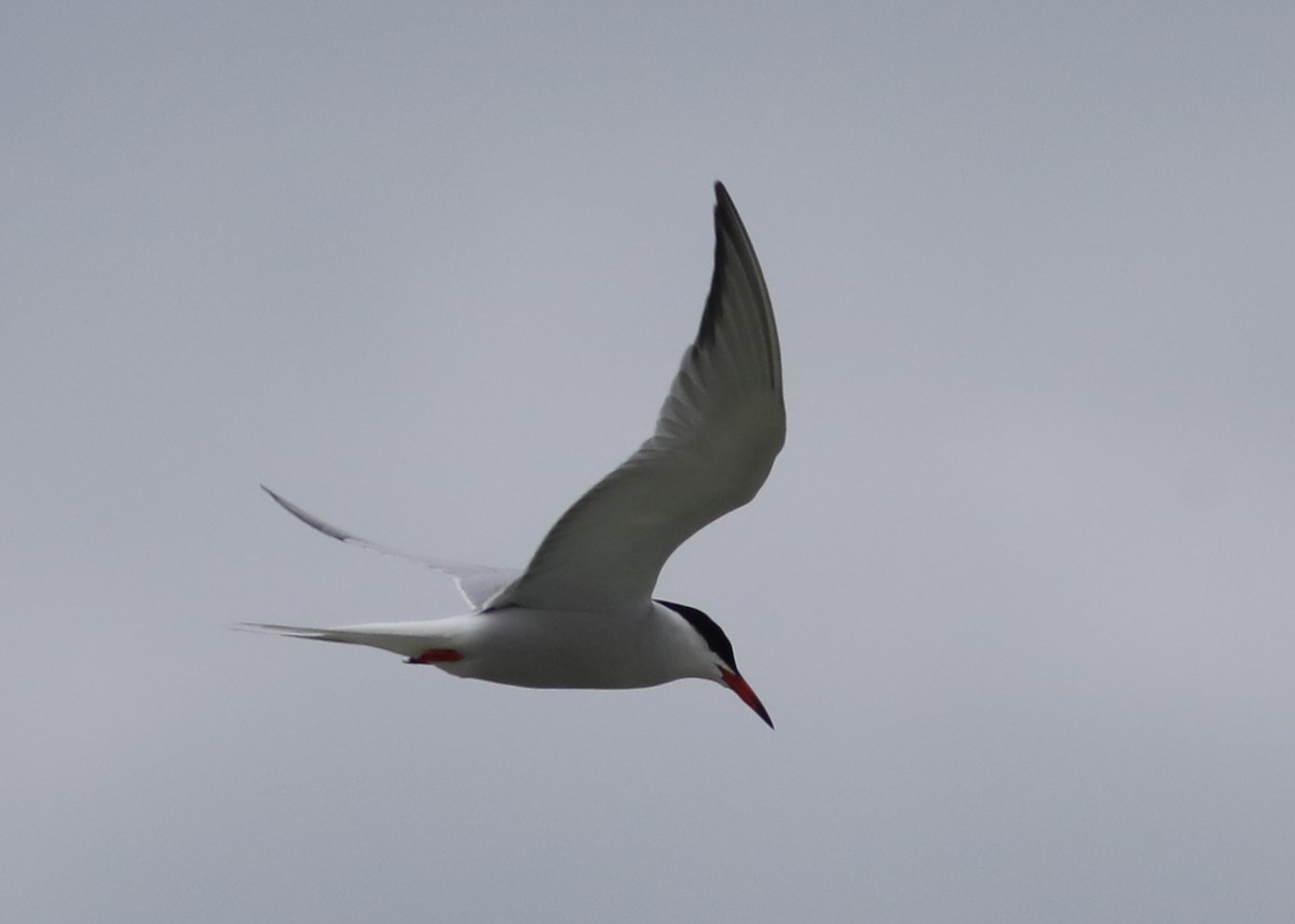 Common Tern - ML619692860