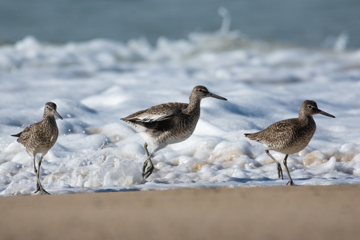 Willet - ML619692867