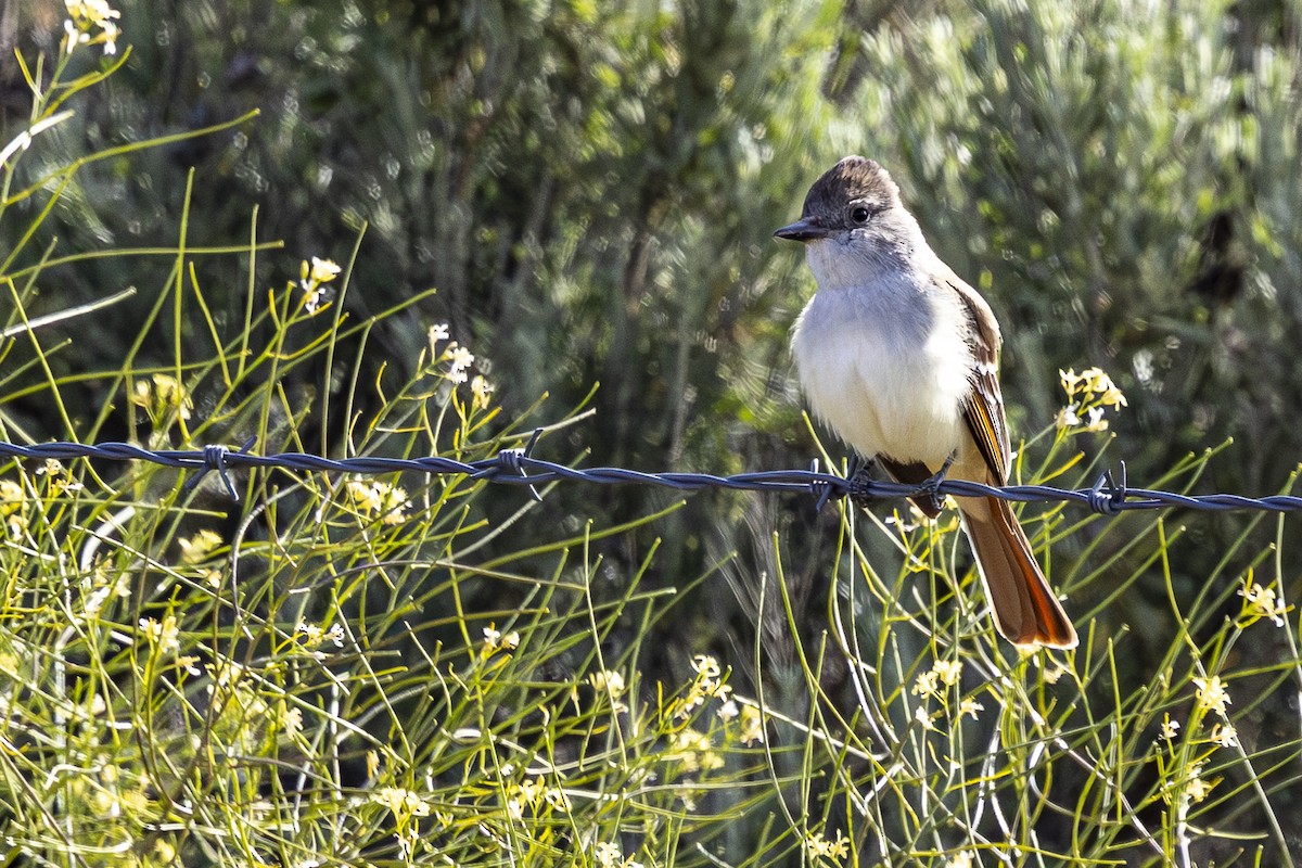 Ash-throated Flycatcher - ML619692868