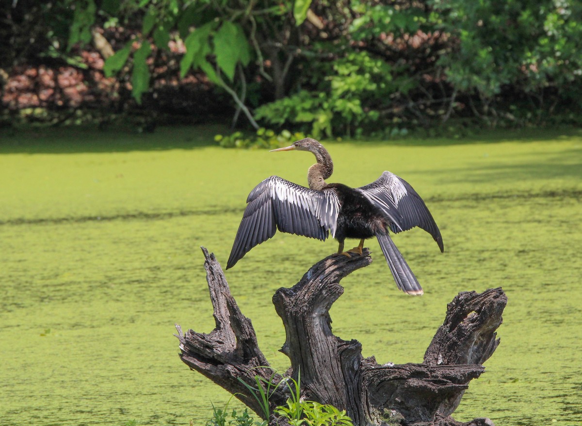 Anhinga - ML619692885