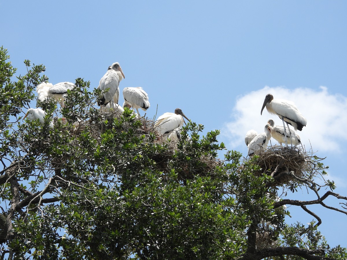 Wood Stork - ML619692892