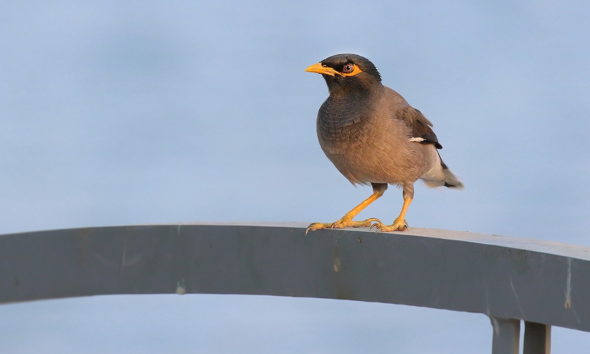 Common Myna - ML619692931