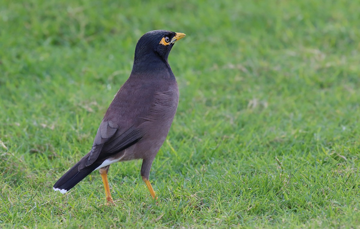 Common Myna - ML619692932