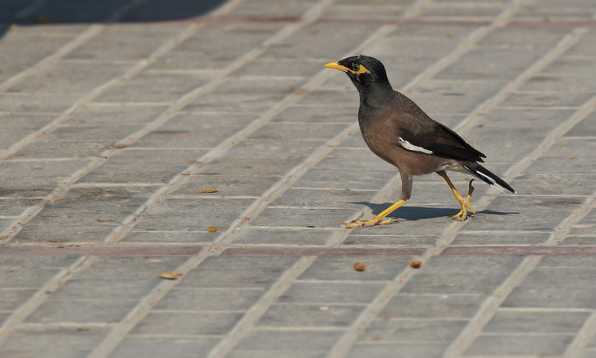 Common Myna - ML619692947