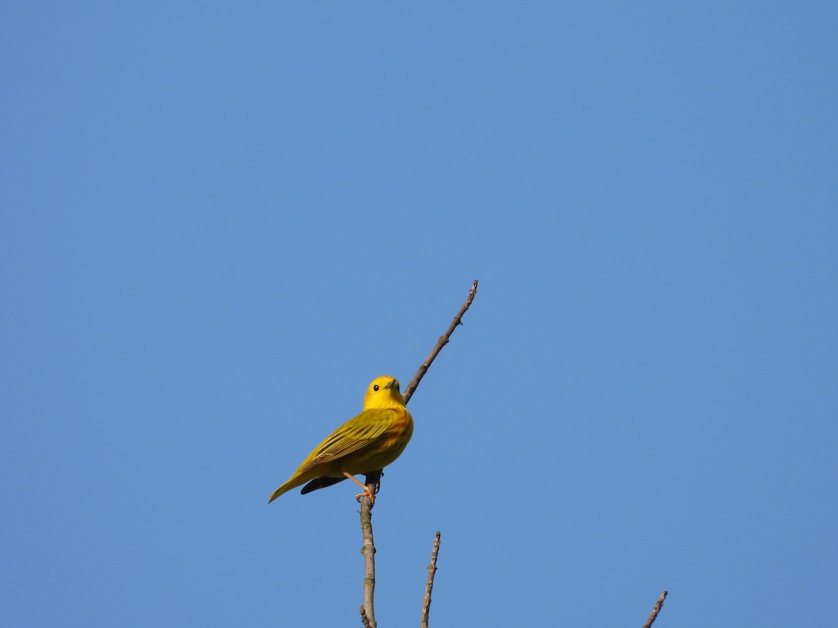 Yellow Warbler - ML619692952