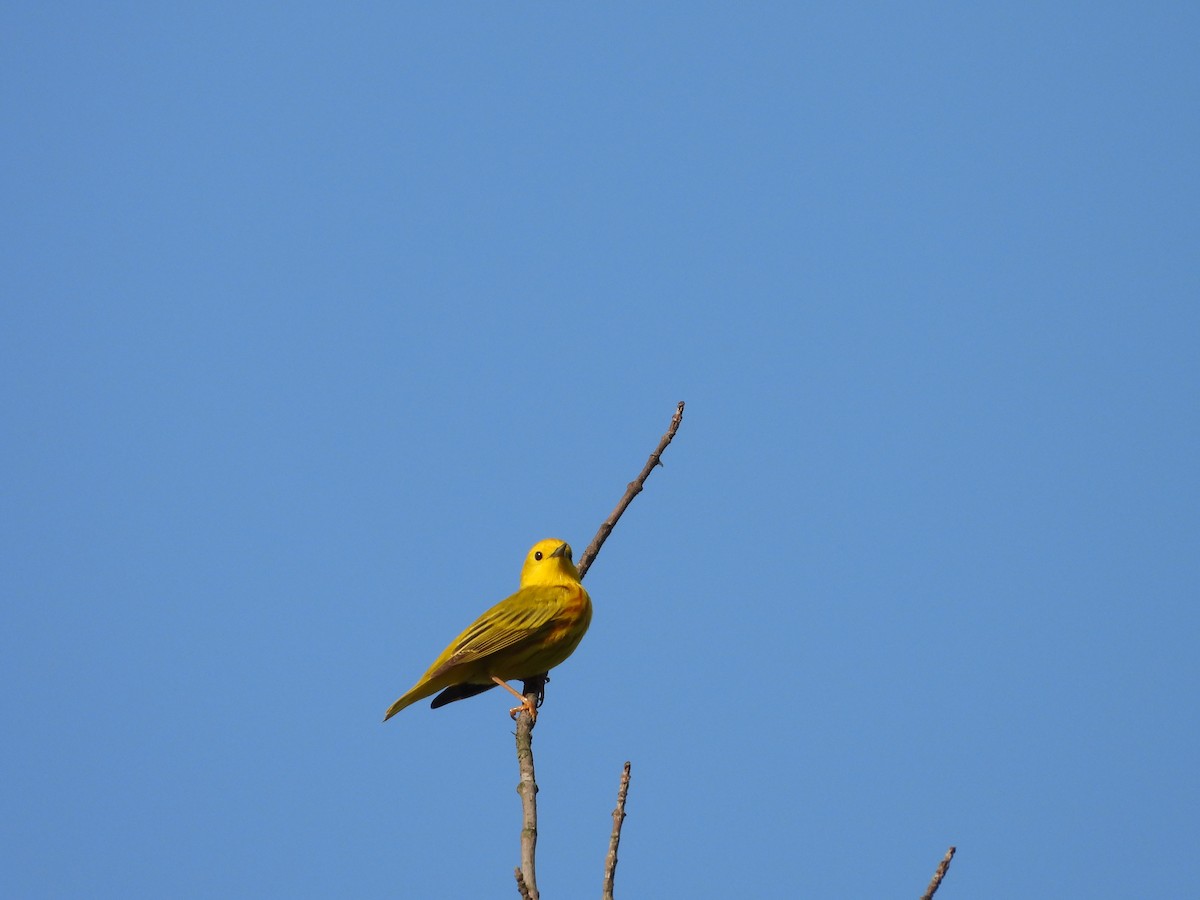 Paruline jaune - ML619692952