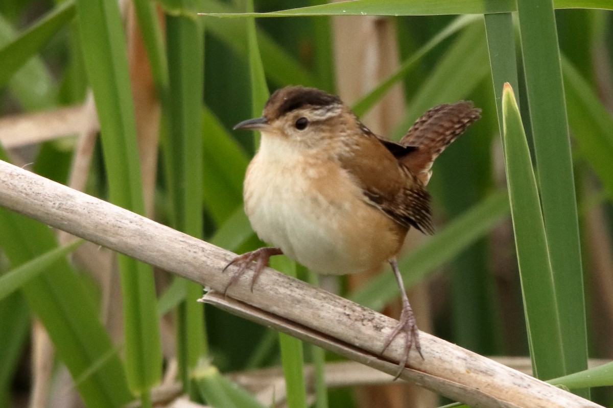 Marsh Wren - ML619692962