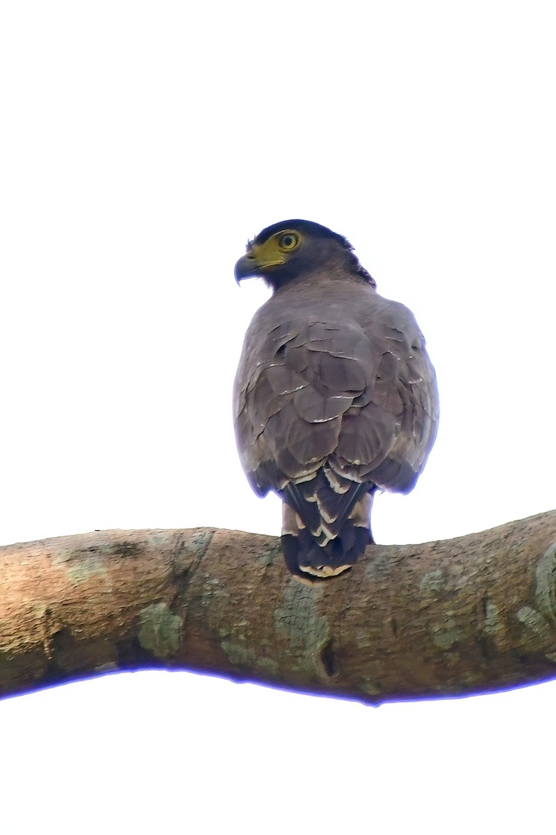 Crested Serpent-Eagle - ML619692975