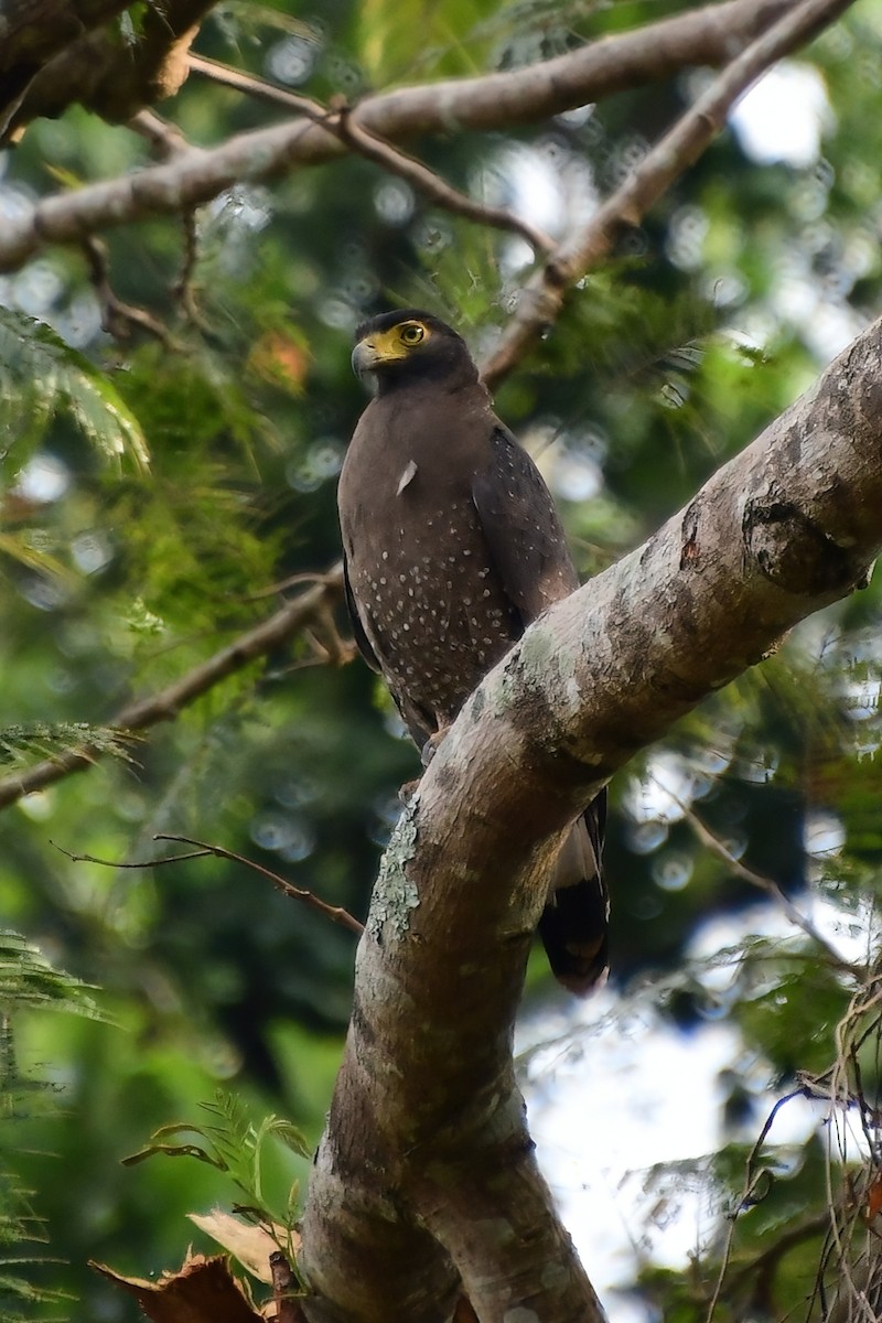 Crested Serpent-Eagle - ML619692976