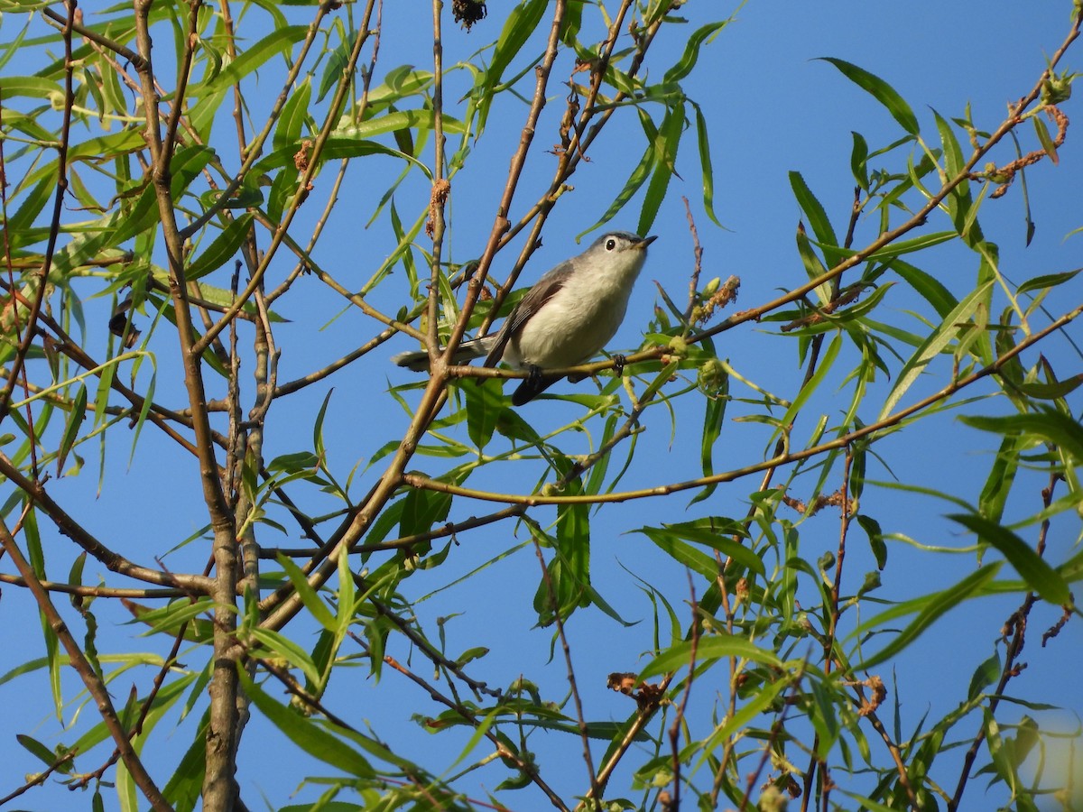 Blue-gray Gnatcatcher - ML619693007