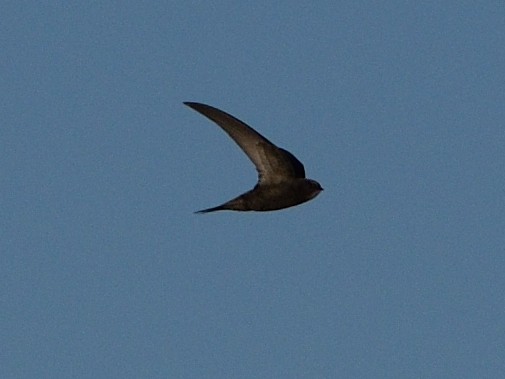 Common Swift - ML619693022