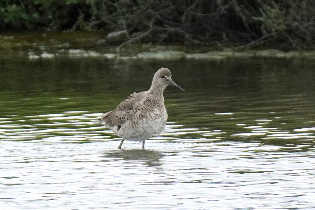 Willet - ML619693028