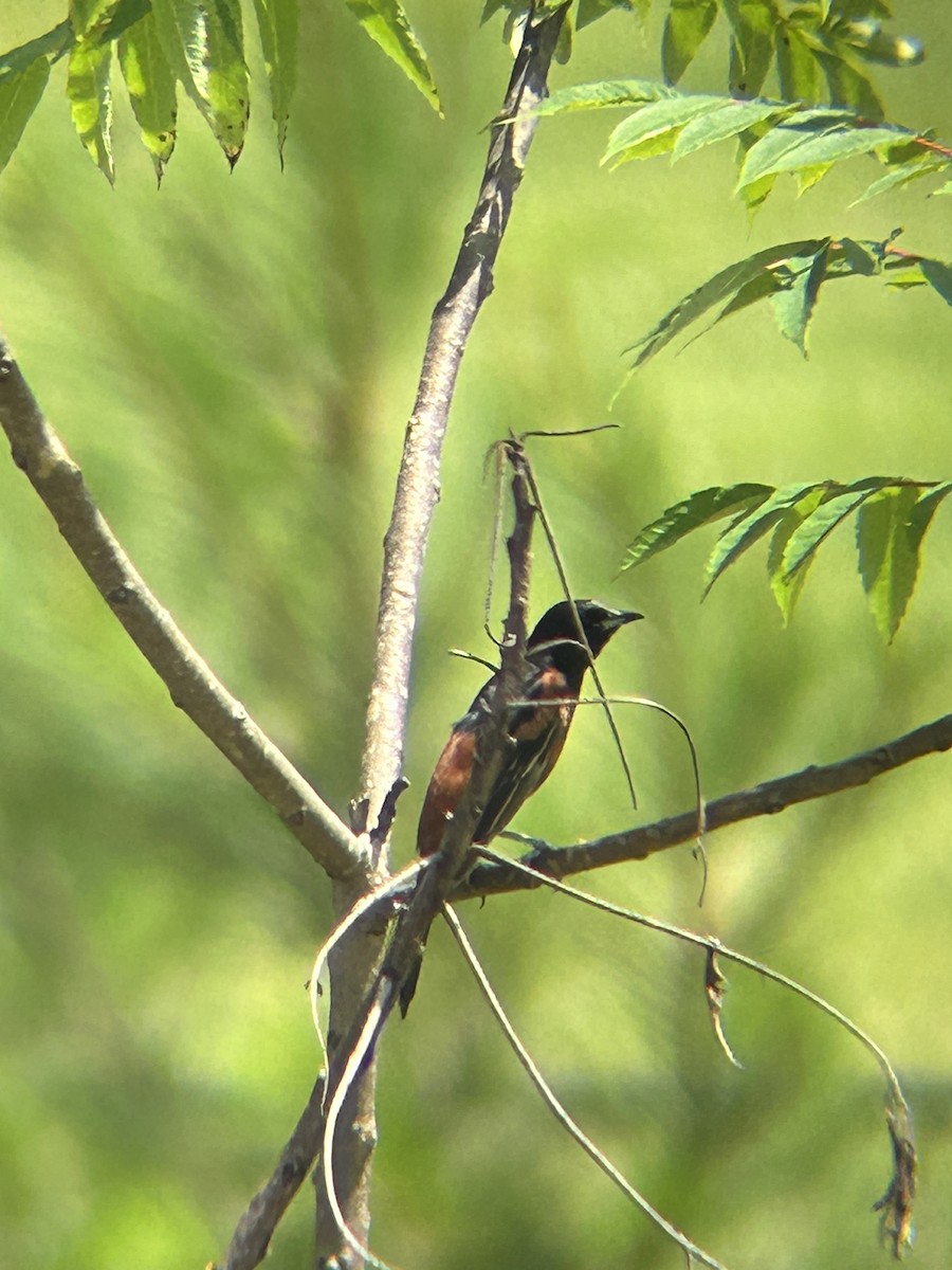 Orchard Oriole - ML619693041