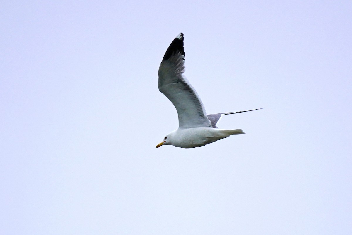 California Gull - ML619693069