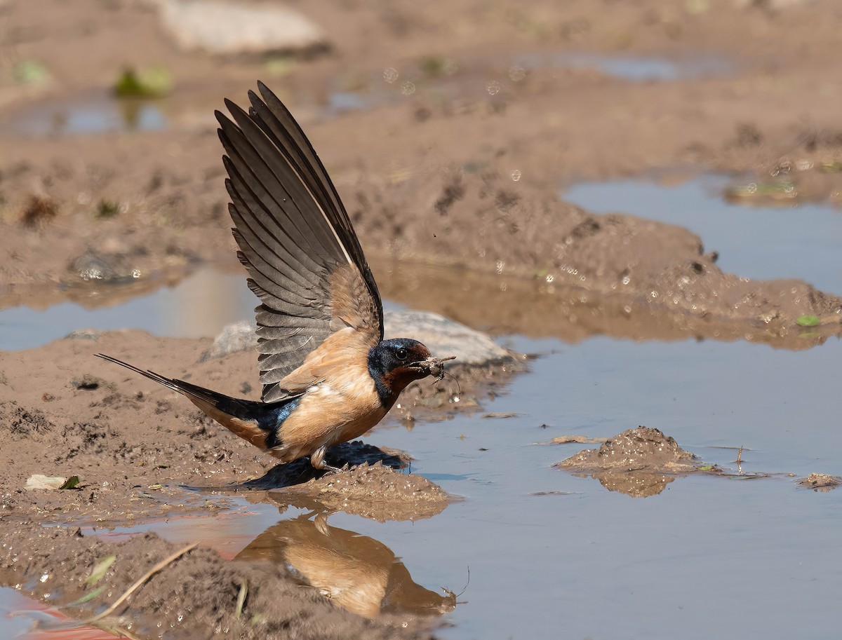 Barn Swallow - ML619693085