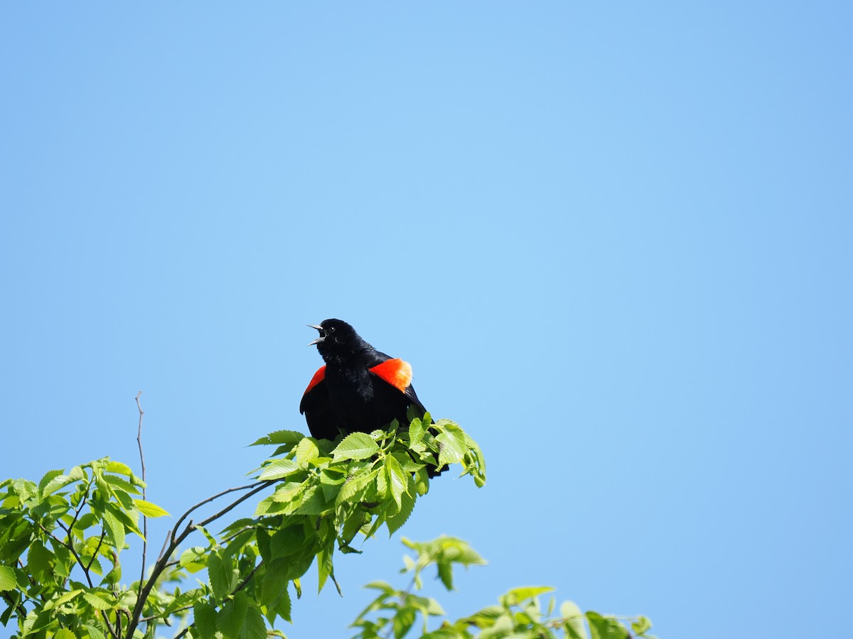 Red-winged Blackbird - ML619693094
