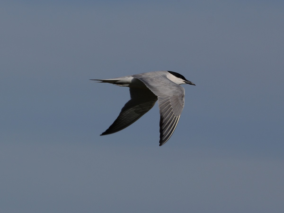 Gull-billed Tern - ML619693116