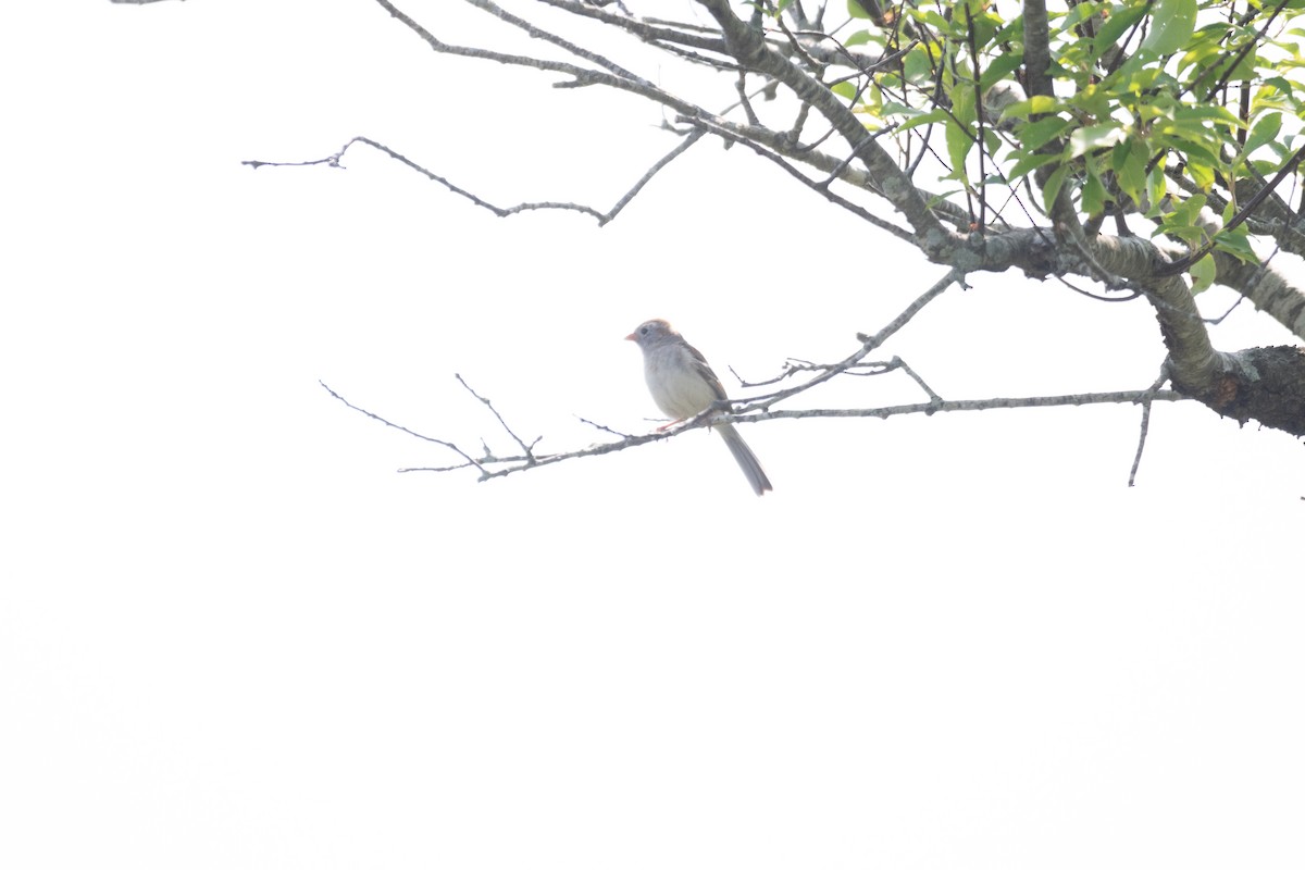 Field Sparrow - ML619693124