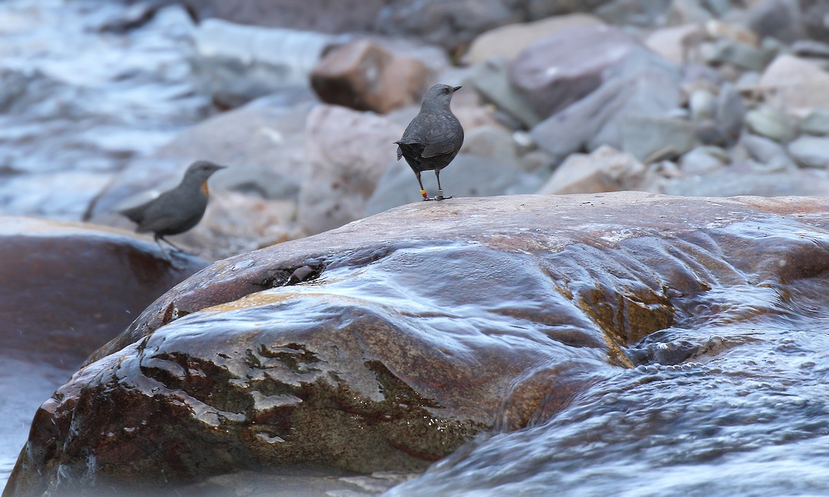 Rufous-throated Dipper - ML619693142