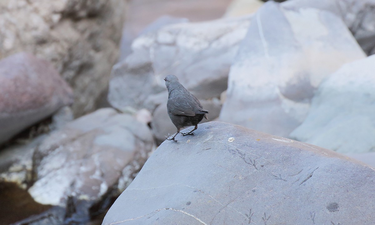 Rufous-throated Dipper - ML619693149