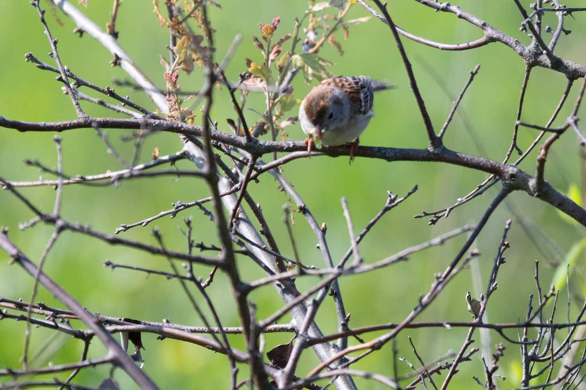 Field Sparrow - ML619693164