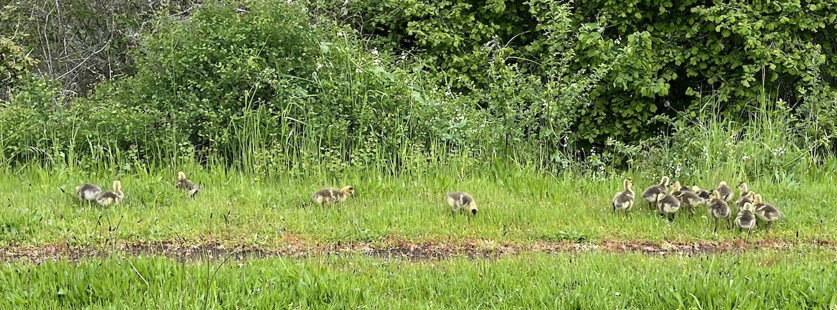 Canada Goose - ML619693189