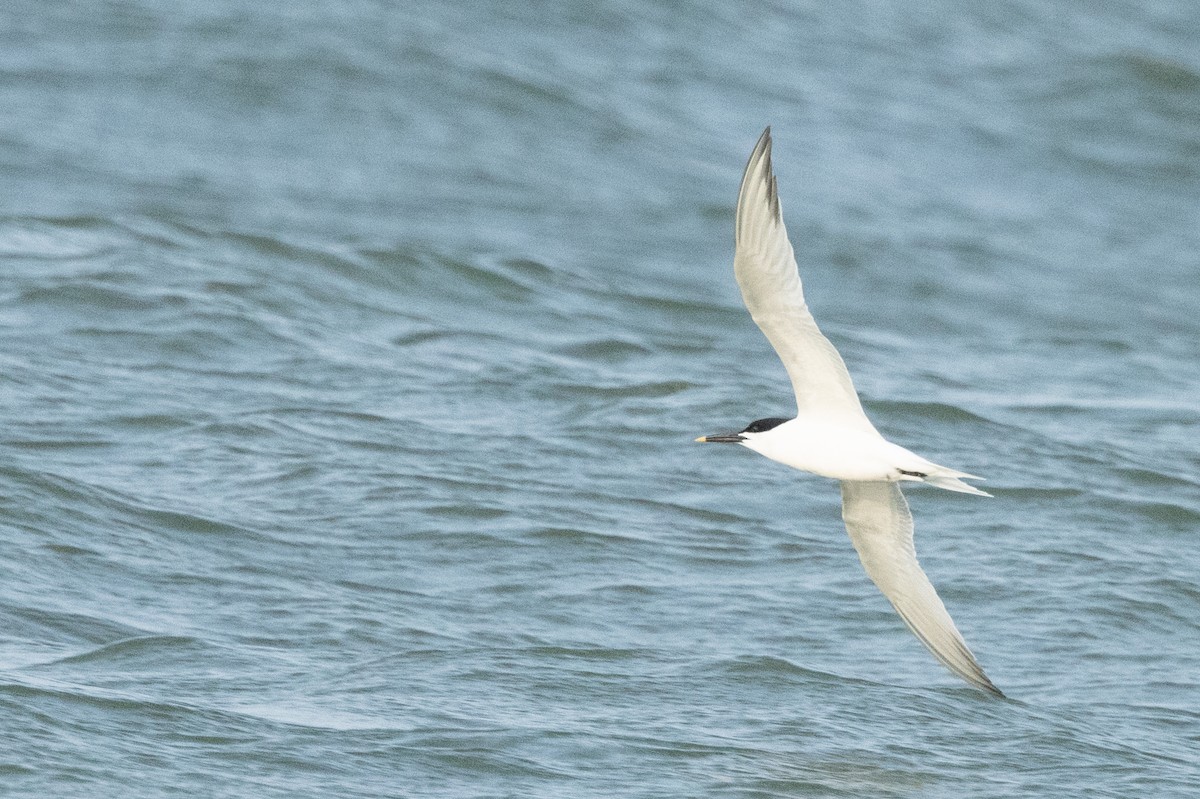 Sandwich Tern - ML619693227