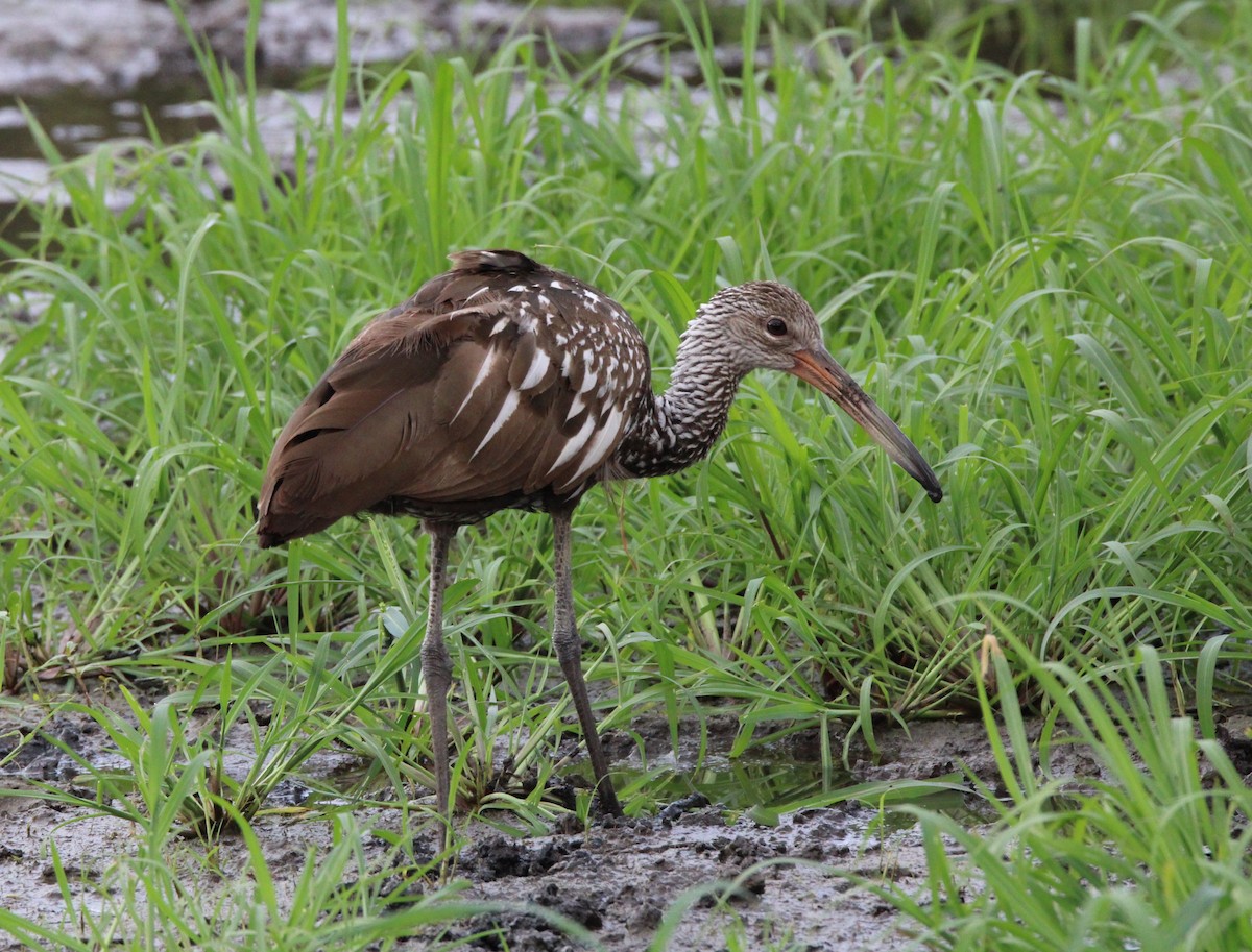 Limpkin (Speckled) - ML619693269