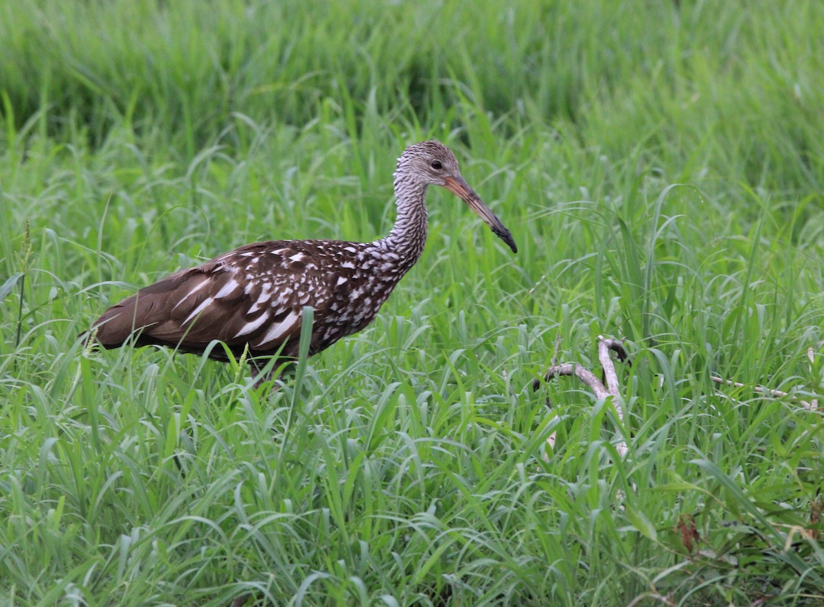 Limpkin (Speckled) - ML619693270