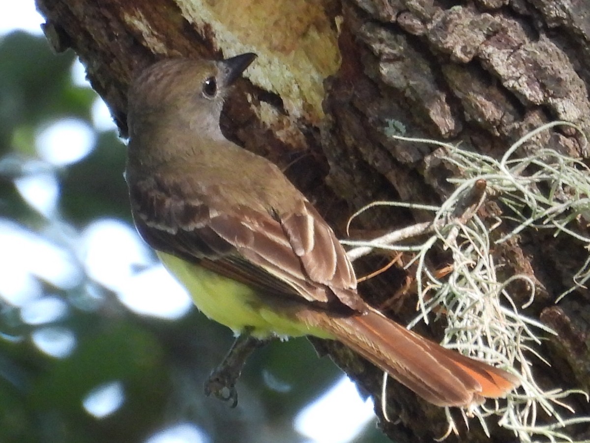 Great Crested Flycatcher - ML619693299