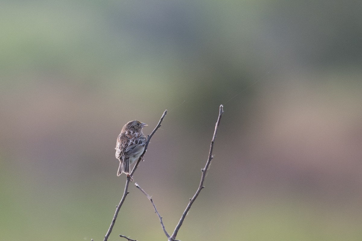 Grasshopper Sparrow - ML619693306