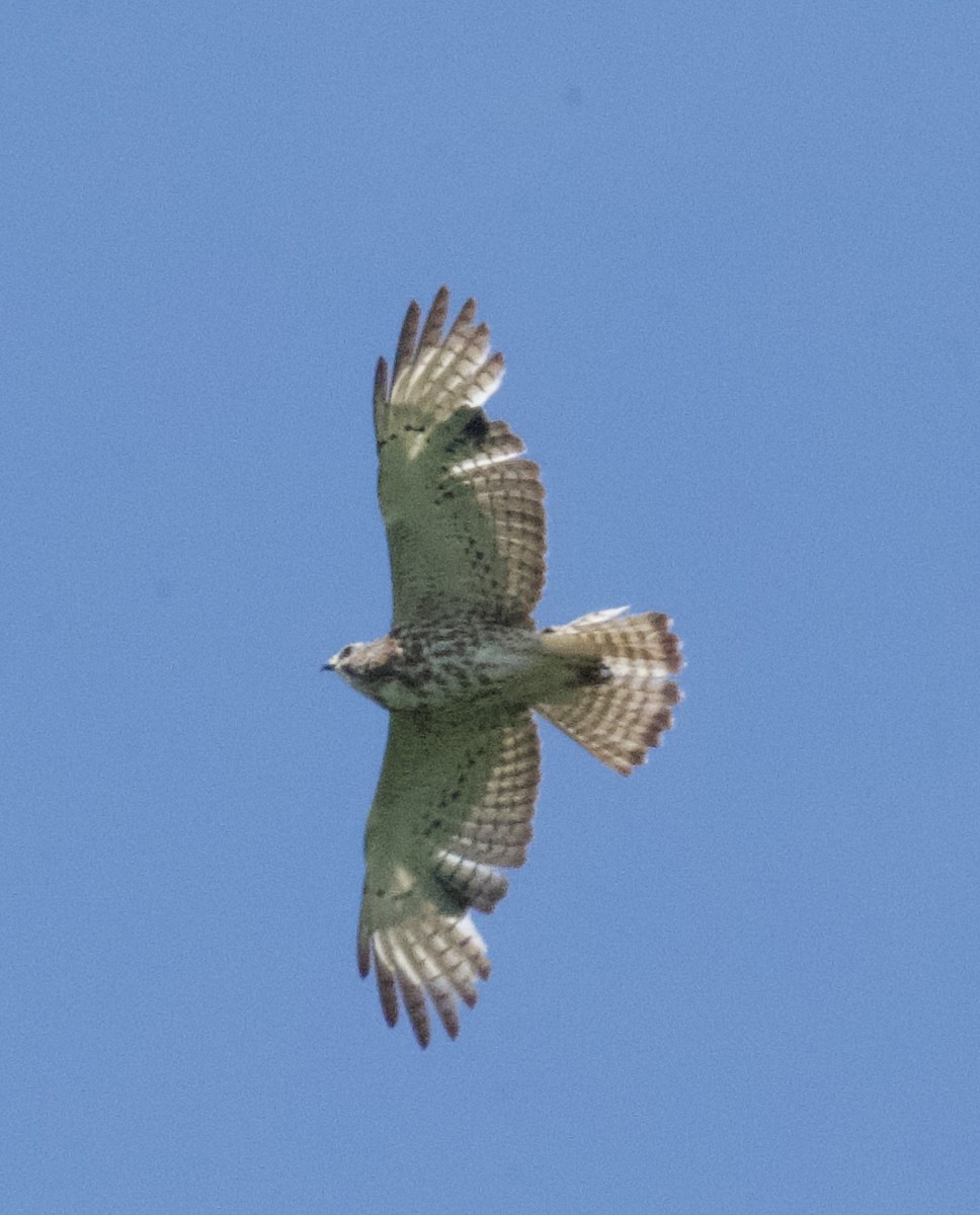 Broad-winged Hawk - ML619693317