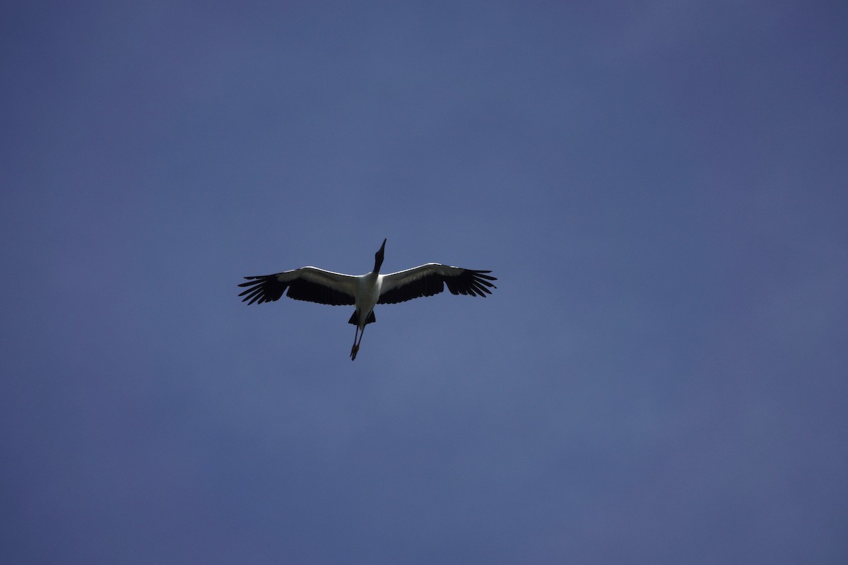 Wood Stork - David Schroder