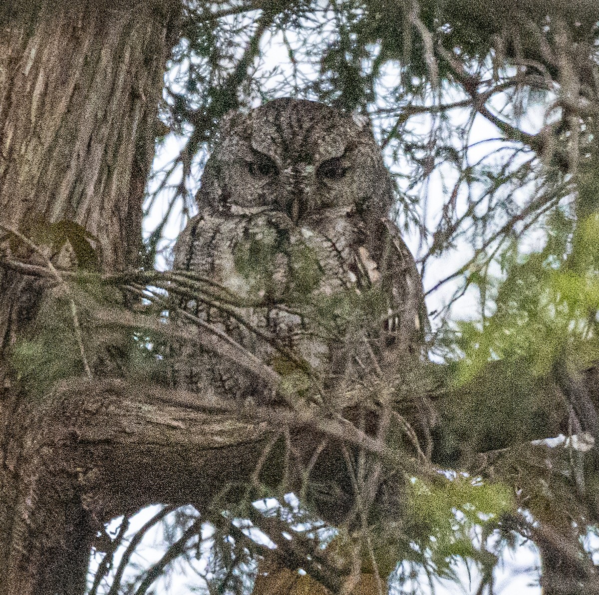 Eastern Screech-Owl - ML619693362