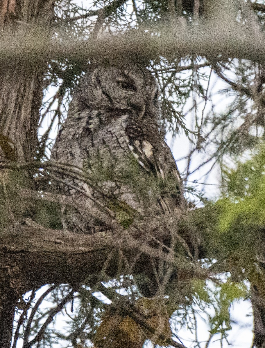 Eastern Screech-Owl - ML619693363