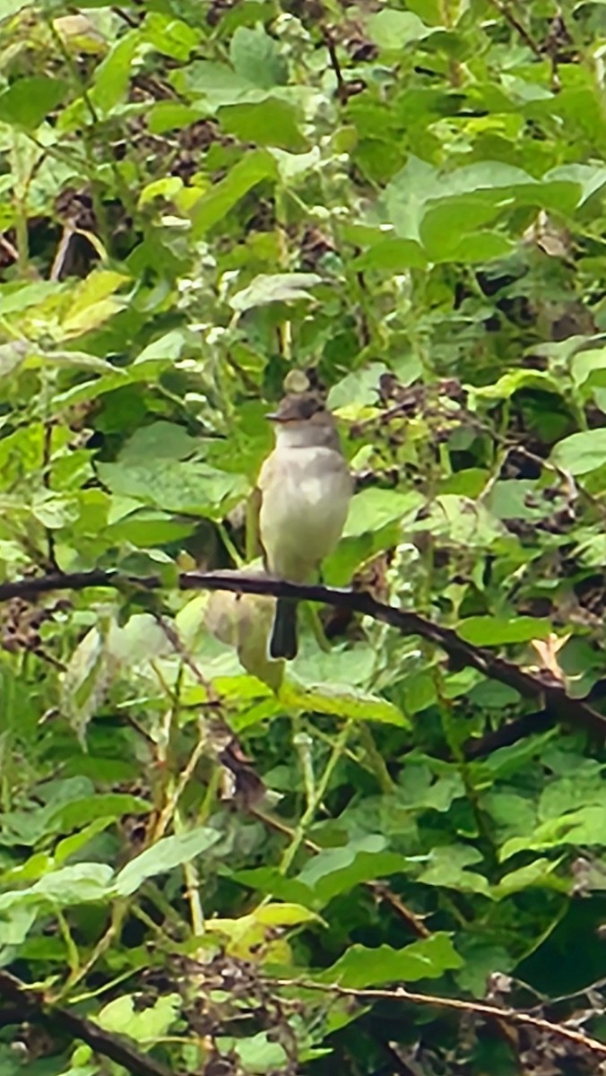 Willow Flycatcher - Eric Evans