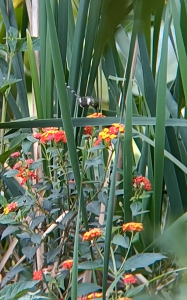 Sparkling-tailed Hummingbird - ML619693391