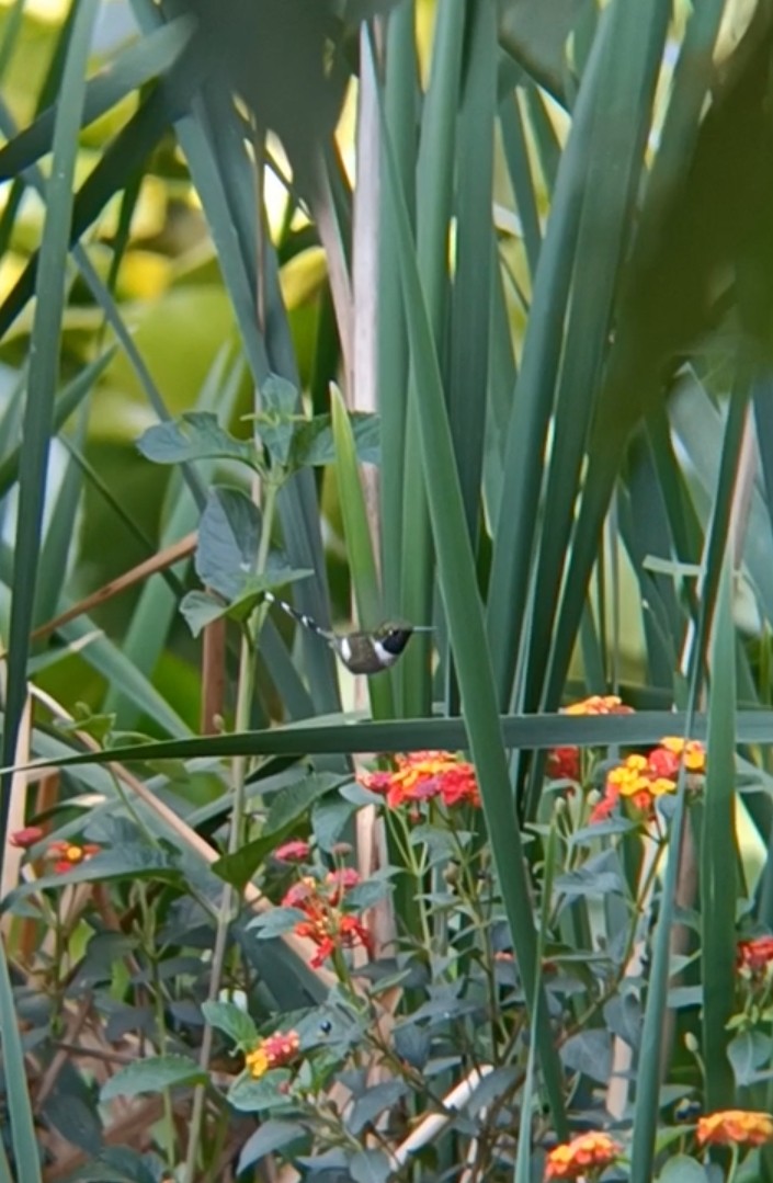 Colibrí de Dupont - ML619693392