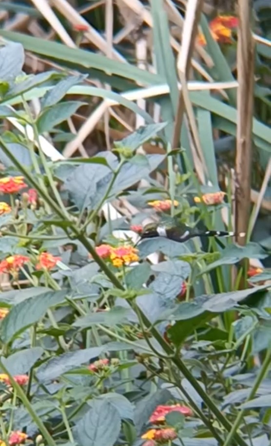 Sparkling-tailed Hummingbird - ML619693393