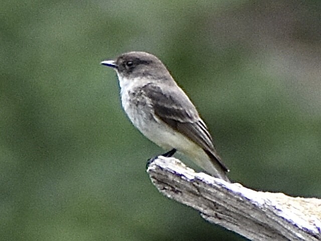 Eastern Phoebe - ML619693396