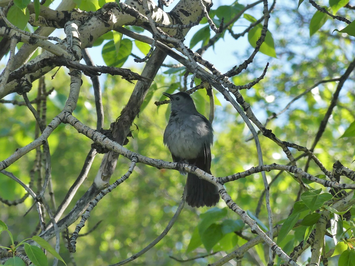 Pájaro Gato Gris - ML619693406