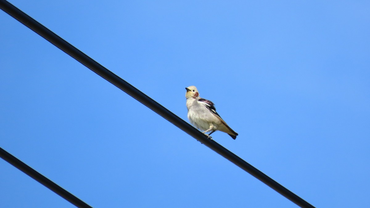 Chestnut-cheeked Starling - ML619693410