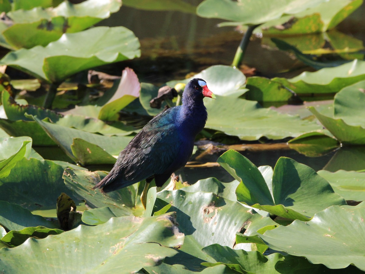 Purple Gallinule - ML619693411