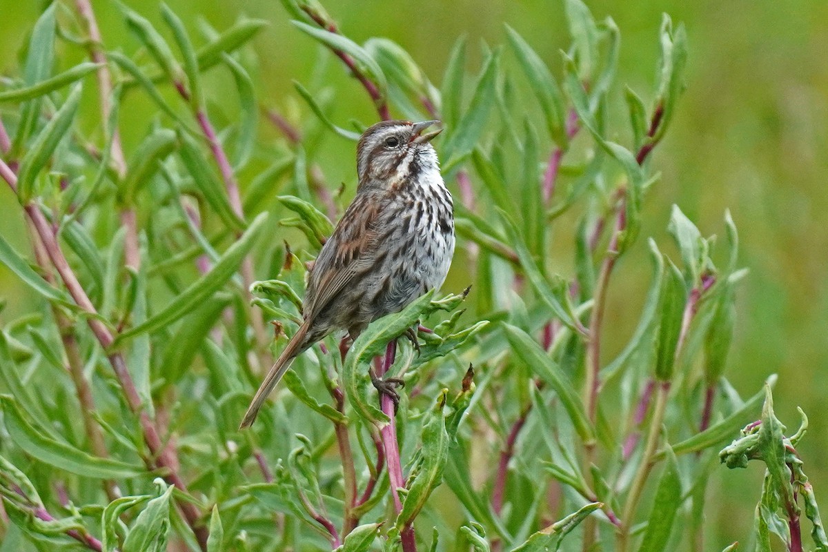 Song Sparrow - ML619693431