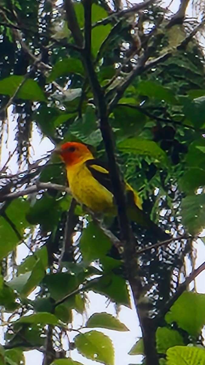 Western Tanager - ML619693449
