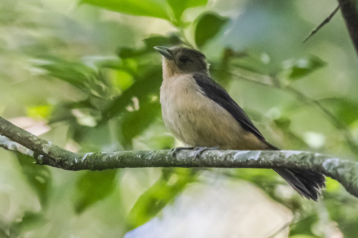 Black-goggled Tanager - ML619693467